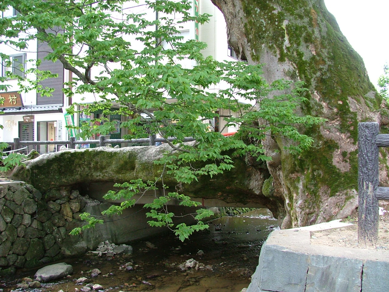 兵庫県丹波市柏原町の木の根橋